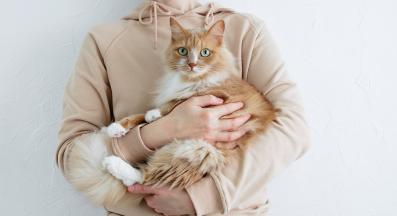 домашна котка