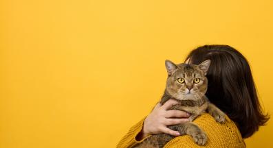 домашна котка