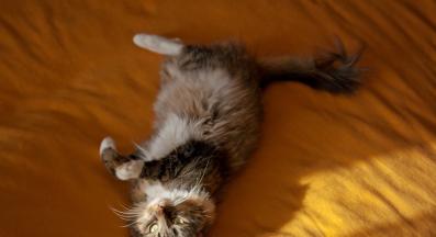 домашна котка