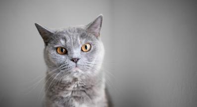 домашна котка