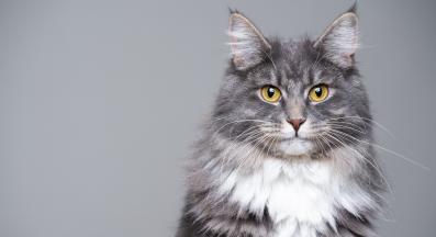 домашна котка