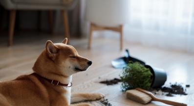 куче виновно