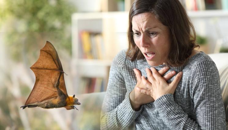 прилеп - ШОУШЕНК ПАСТИ ДА ЯДЕ: Прилеп духна от зоопарк, скрит в дреха