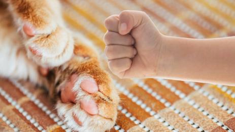 коте дете бой