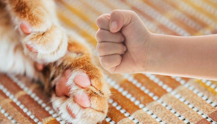 коте дете бой - БРУТАЛНО ЗВЕРСТВО: Тийнейджър преби коте до смърт и се изфука в социалките!