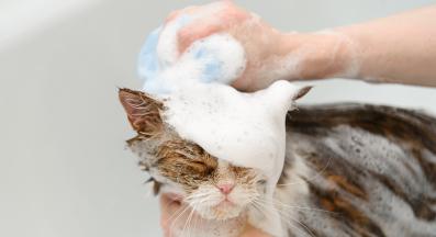 къпане на котка