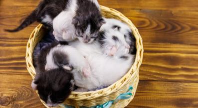 малки котенца