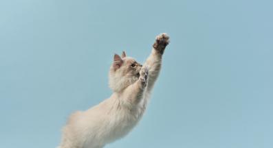 котка играе