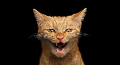 котка съска