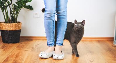 домашна котка