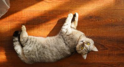 домашна котка