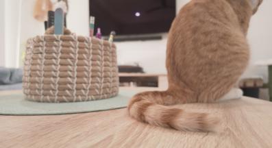 домашна котка