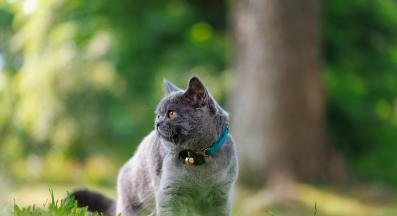 домашна котка