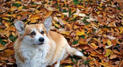 куче уплашено