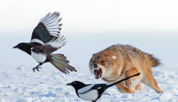 чакал - НОЩНИЯТ МАРОДЕР СЕ ПРЕВЪРНА В НАПАСТ: Чакалът – лидер на горските разбойници