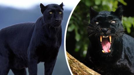 черна пантера