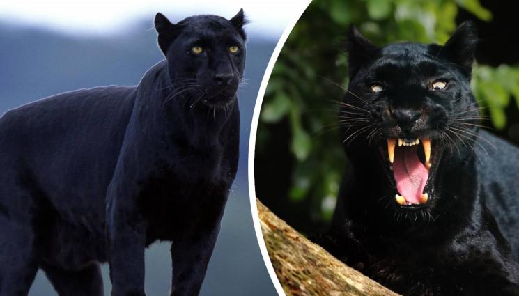 черна пантера - САМО ЗА ДЕН: Черната пантера роди 4 кючека! (ВИДЕО)