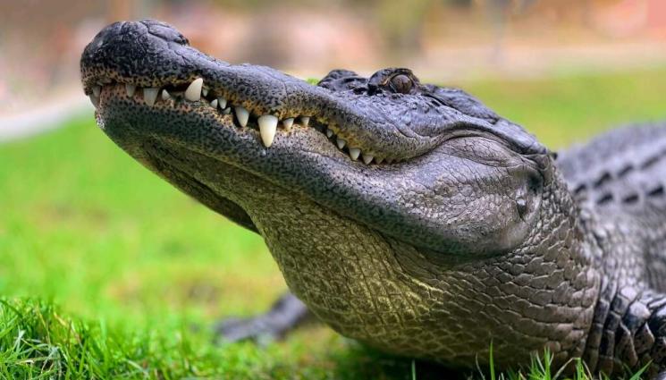 алигатор - Алигатор налази базата на футболен гранд. Какво става, се питат феновете на клуба (СНИМКА)