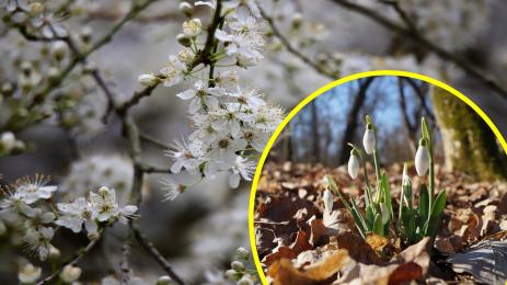 овошка кокичета