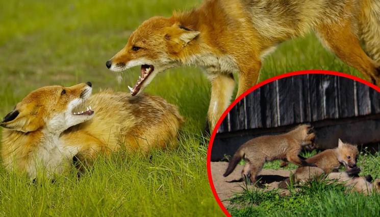 лисици - ОРАНЖЕВО НАШЕСТВИЕ: Бум на лисици в София