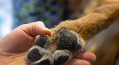 куче лапи напукани