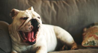 Английски булдог