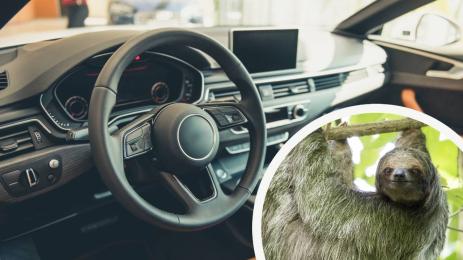 ленивец кола