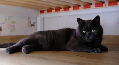 домашна котка