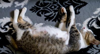 бременна котка