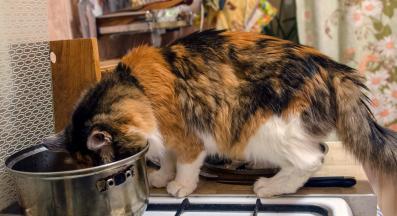 котка в кухня