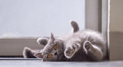 котка по гръб