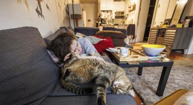 домашна котка