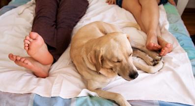 куче спи човек крака