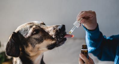 куче лекарство