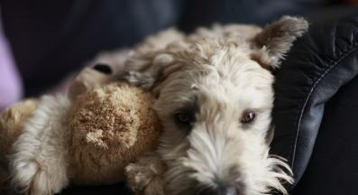 Мекокосмест пшеничен териер