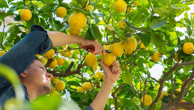 лимони - ЗДРАВЕ с Телеграф: Болестта на пиратите се завръща