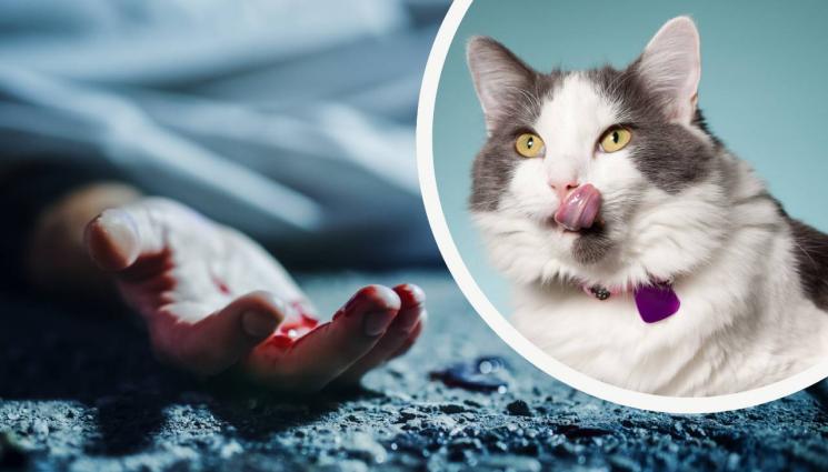 котка - ХОРЪР В СТОЛИЧЕН БЛОК: Котки ядат трупа на починалия си стопанин! (СНИМКИ)