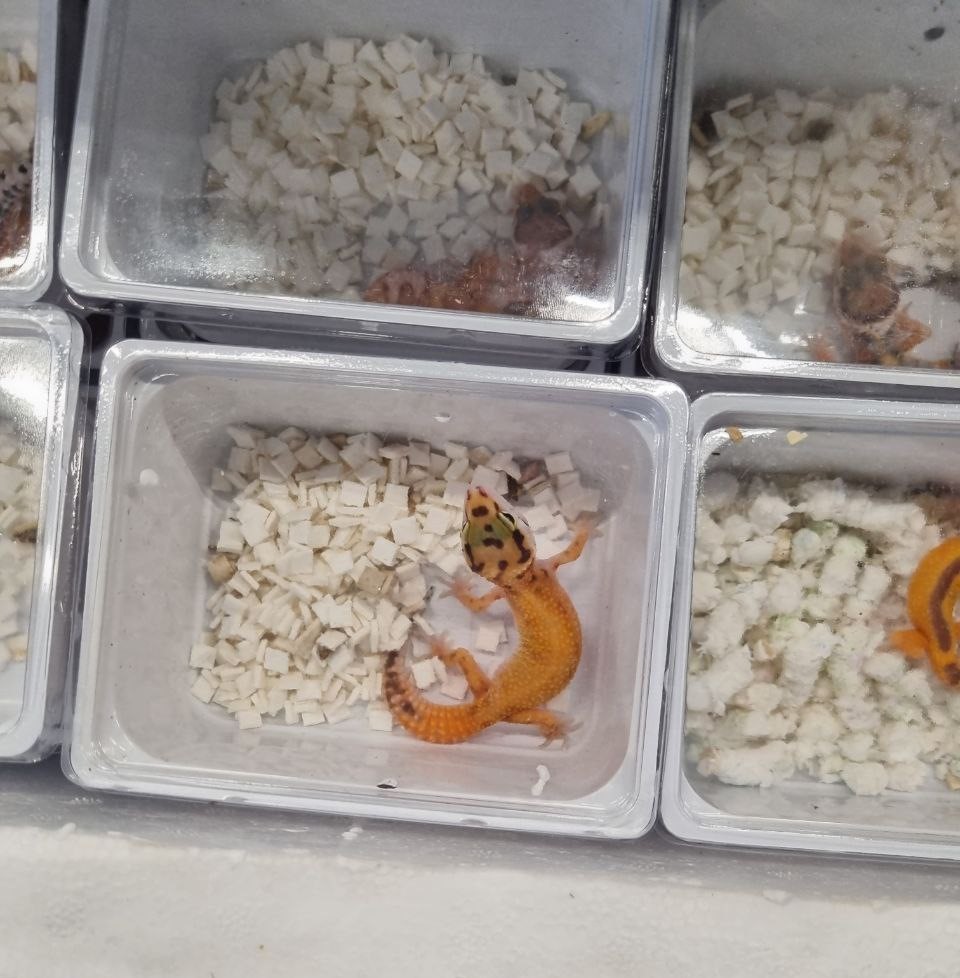 Капитан Андреево