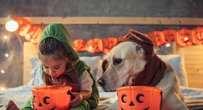 куче хелоуин