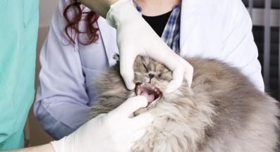 котка при ветеринар