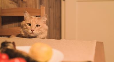 котка иска храна