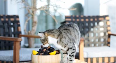 котка в кухня