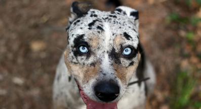 Леопардова Катахула