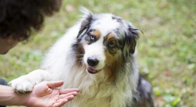 Австралийска овчарка