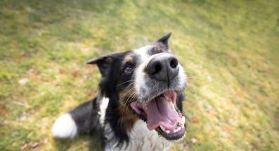 Австралийска овчарка