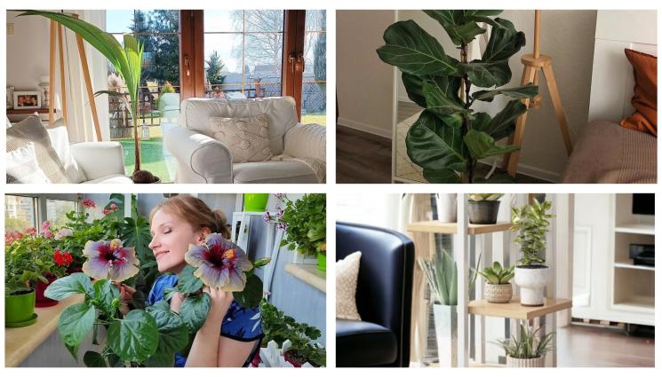 цветя дом - Кога да внесем цветята на топло?