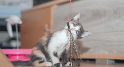 котка играе