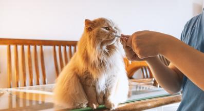 домашна котка