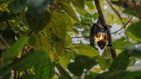 прилеп корона