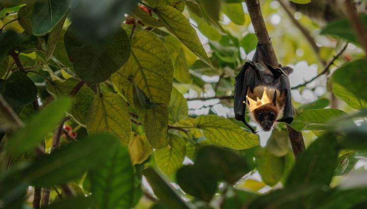 прилеп корона - ГРАБНА КОРОНАТА: Прилеп взе първо място в конкурс за красота! (ВИДЕО)